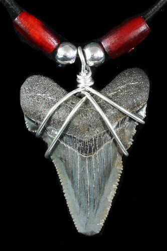 Fossil Angustiden Tooth Necklace - Megalodon Ancestor #47541